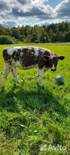 Тёлка айширской породы продаю