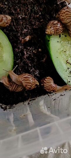 Улитки ахатины