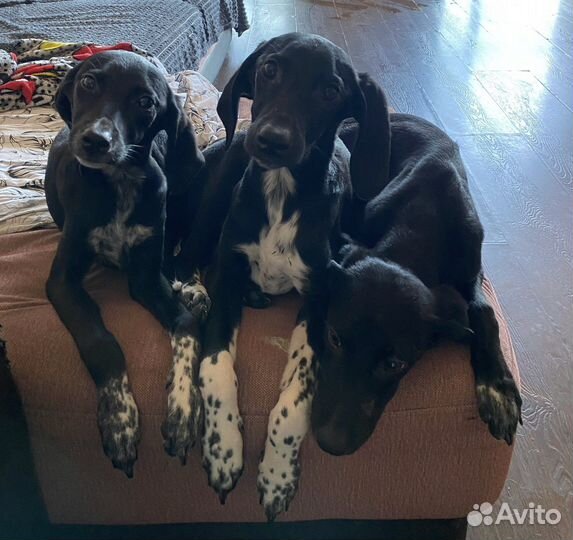 Щенки курцхаара