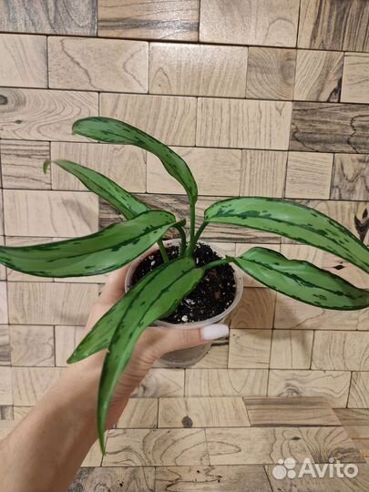 Аглаонема кутлас