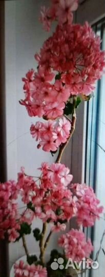 Герань пеларгония розебудная королевская