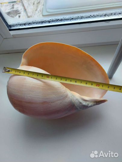 Набор и большая раковина