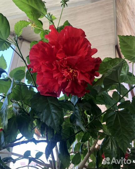 Гибискус китайская роза