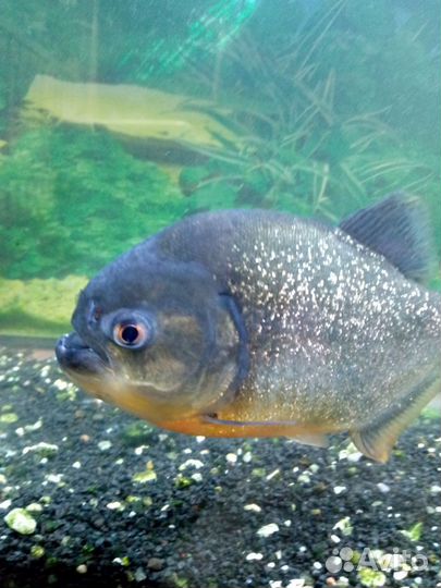 Рыба пиранья