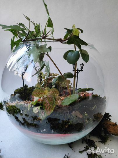 Подарок) Флорариум)