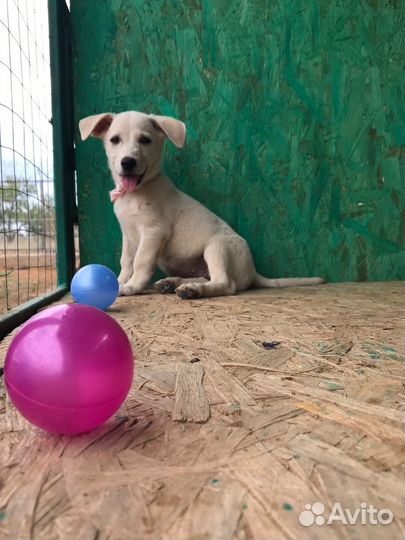 Собака в добрые руки