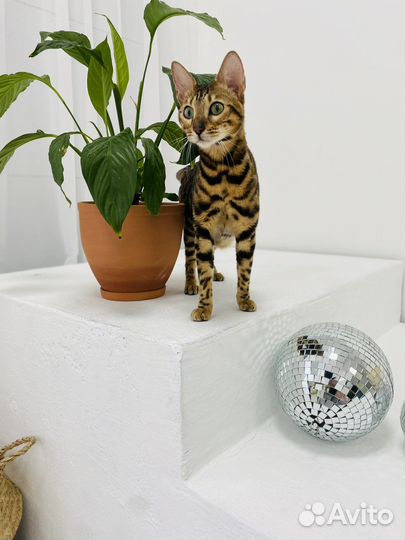 Бенгальская кошка