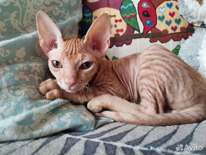 Донской сфинкс