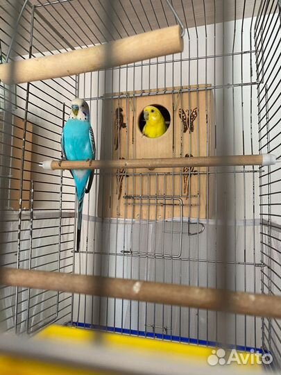 Волнистый попугай