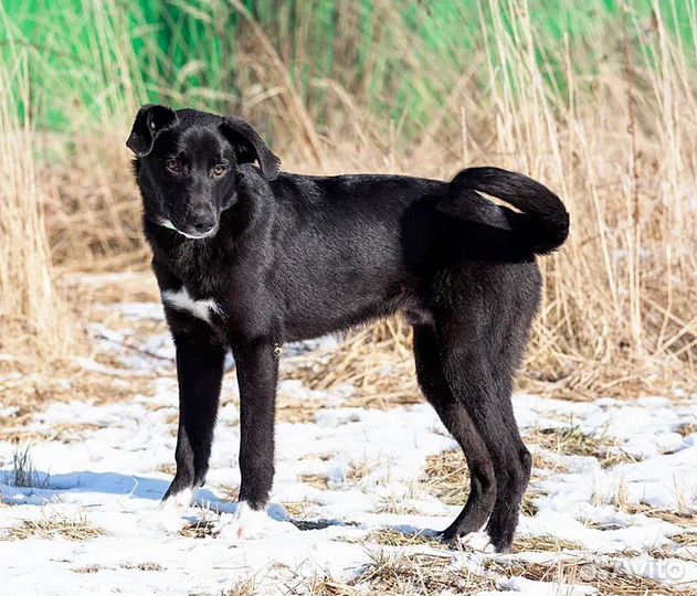 Щенок мальчик в добрые руки