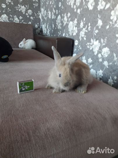 Декоративные крольчата