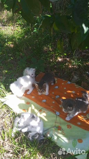 Котята в добрые руки