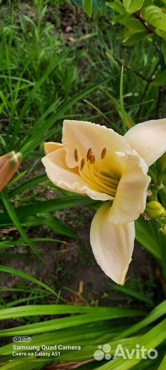 Лилейники сортовые