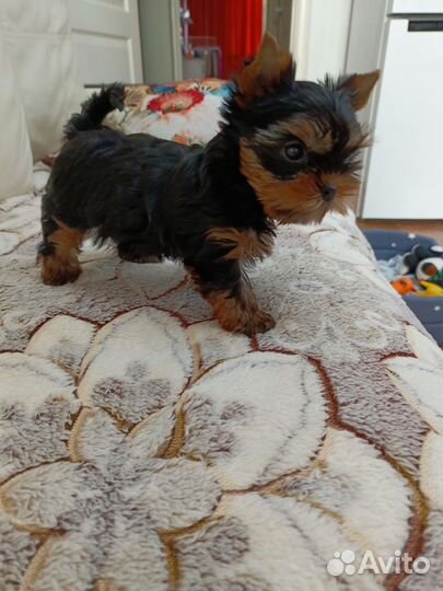 Йоркширский терьер