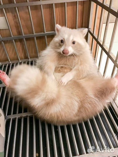 Енотики белые, рыжие, полосатые