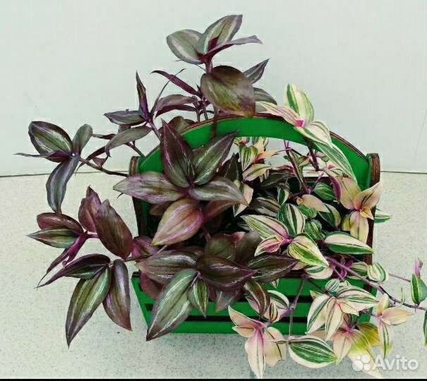 Комнатные модные цветы