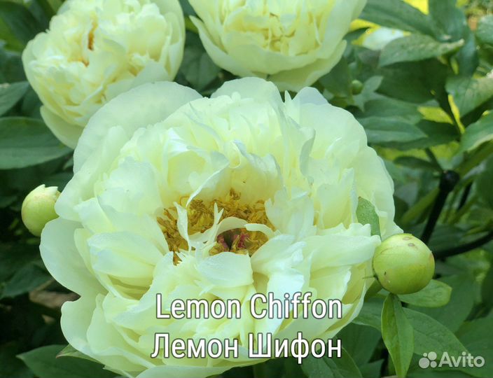 Пионы: жёлтые и другие