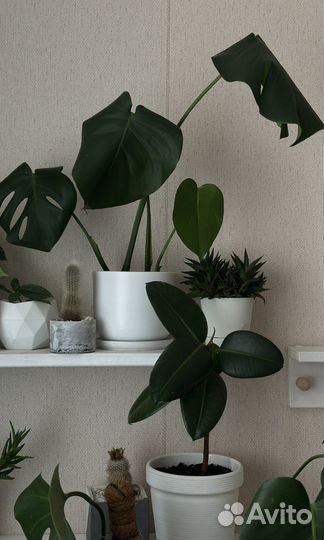 Продаю цветы