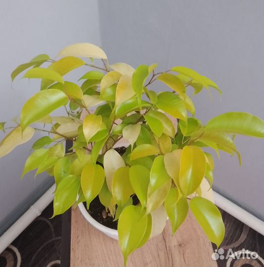 Фикус еллоу голд