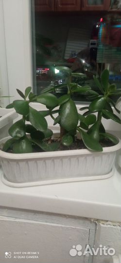 Хлорофитум