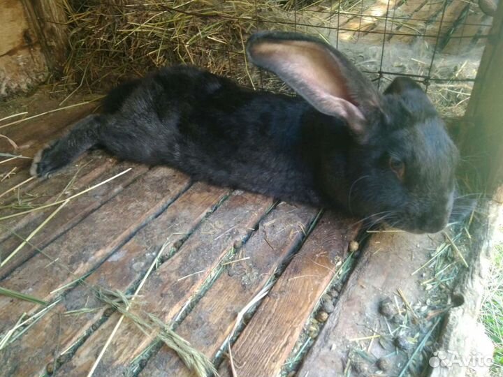 Продаются крупные крольчата различных пород