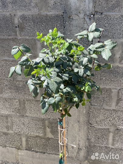 Штамбовые розы