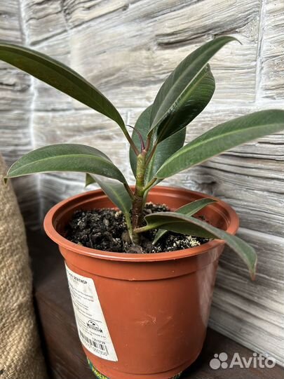 Фикус мелани