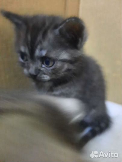 Шотландские котята