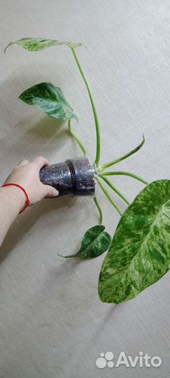 Филолендрон Гигантум вариег