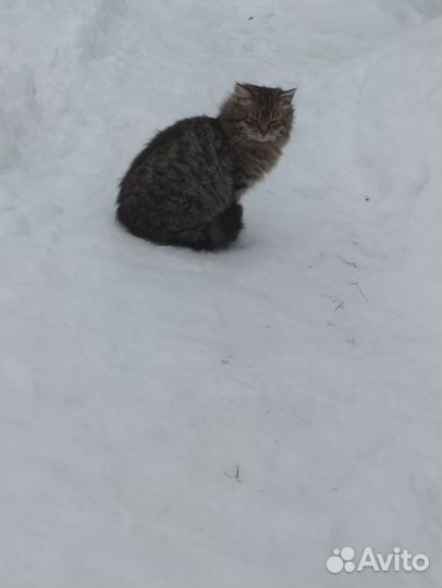 Котята : пушистый котёнок - котик в добрые руки