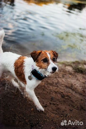 Трекер для собак