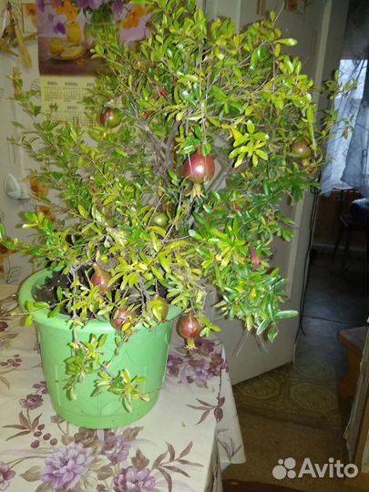 Карликовый гранат