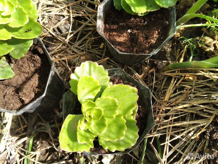 Комнатные растения номер 7