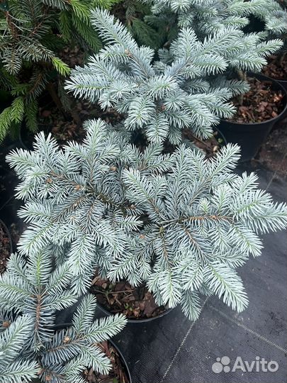 Ель глаука глобоза