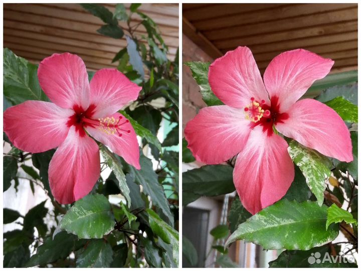 Гибискус (розан )