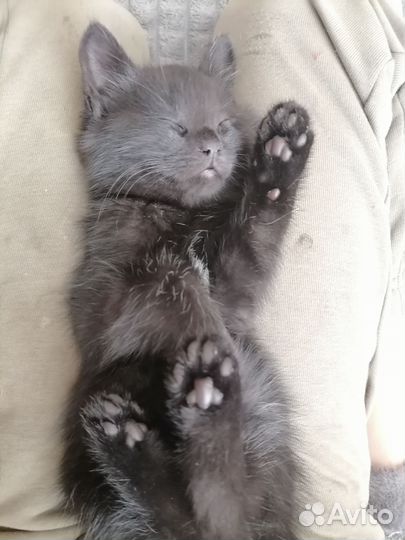Котята