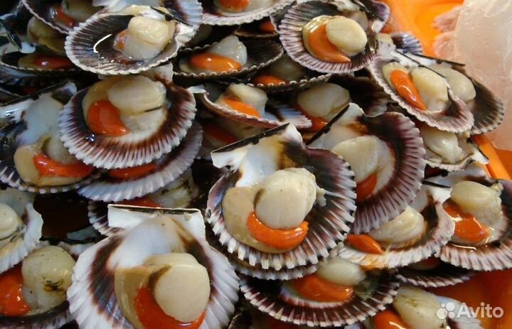 Морской гребешок на полустворке