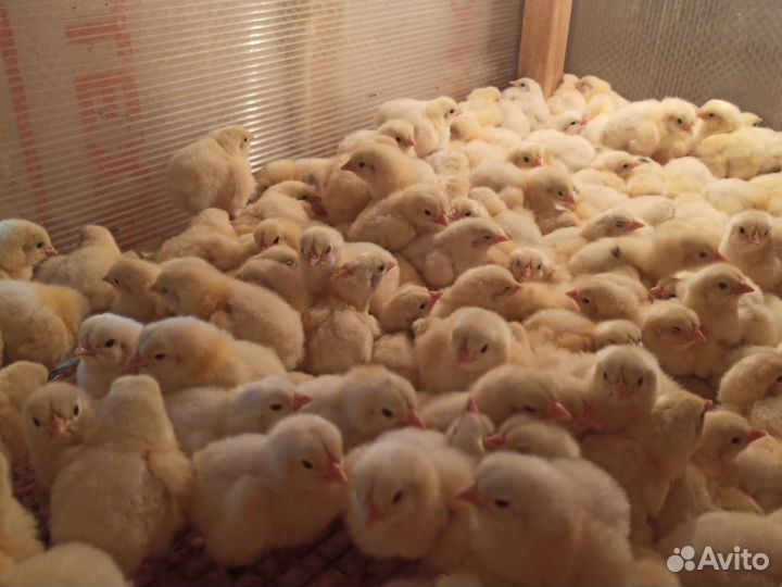 Суточные цыплята бройлера