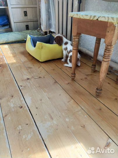 Кавалерчики