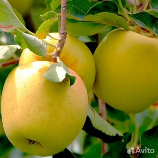 Саженцы в ассортименте с доставкой