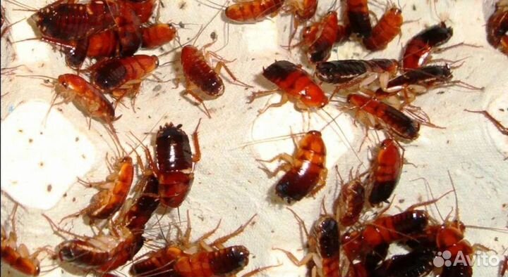 Сверчки, тараканы, зофобас, кормовые насекомые