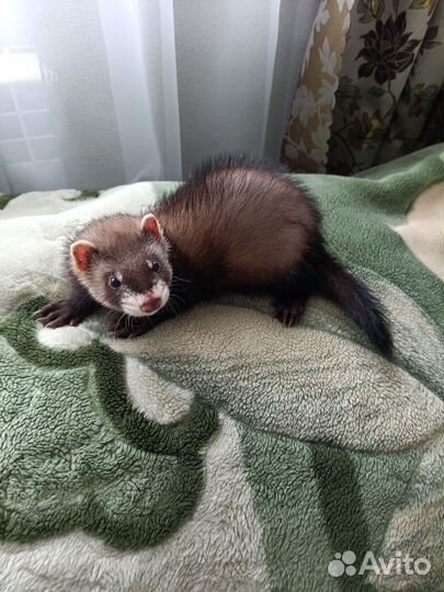 Домашний хорек