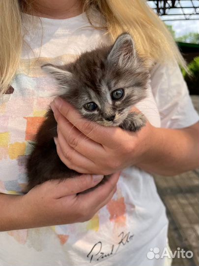 Котенок ищет дом, спасите малышку