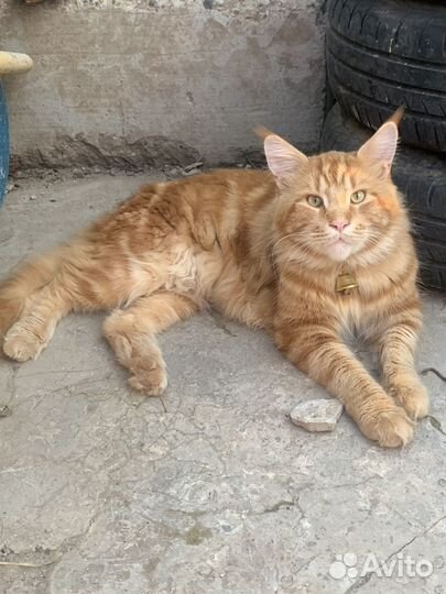 Мейн -кун белый котенок