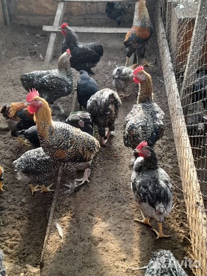 Цесари И петушки сибрайт 1.5 года