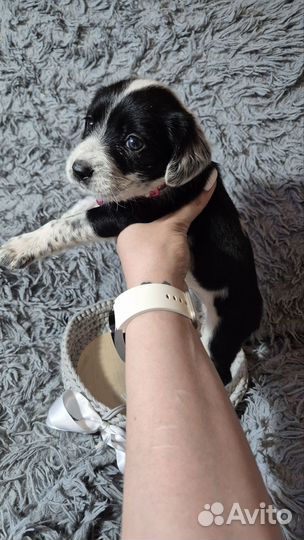 Щенки русского охотничьего спаниеля