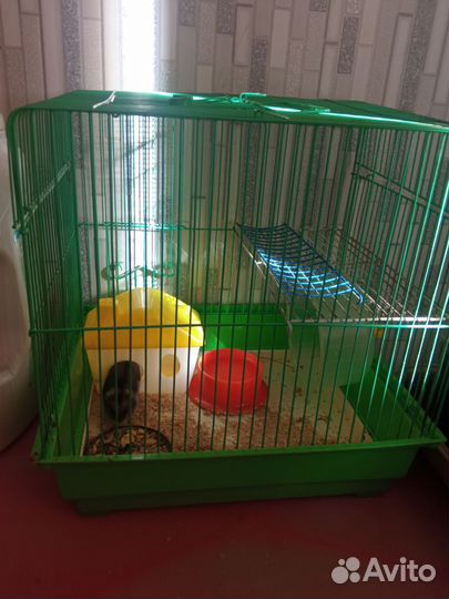 Хомяк с клеткой