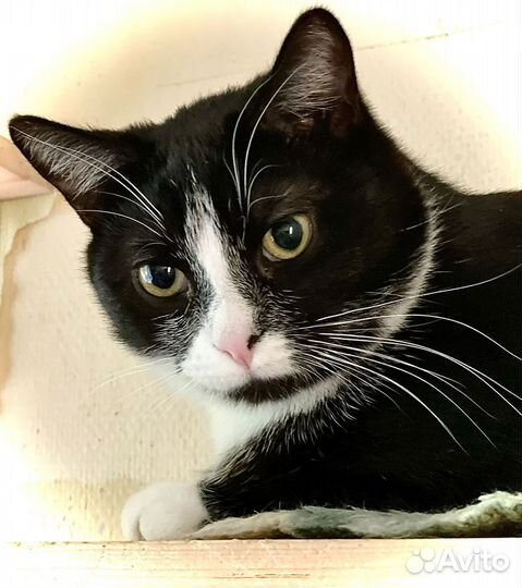 Молоденький котик ищет семью