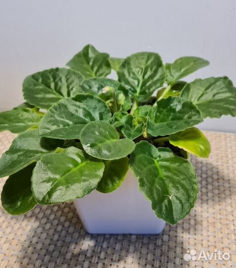 Фиалка в горшке цветущая