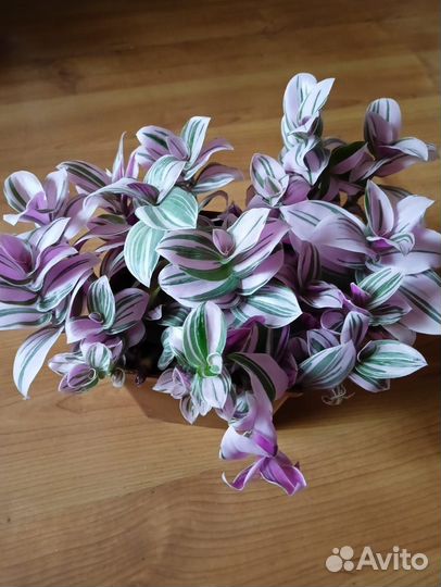 Хлорофитум, традесканция